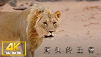 消失的王者 首部曲：沙漠雄狮